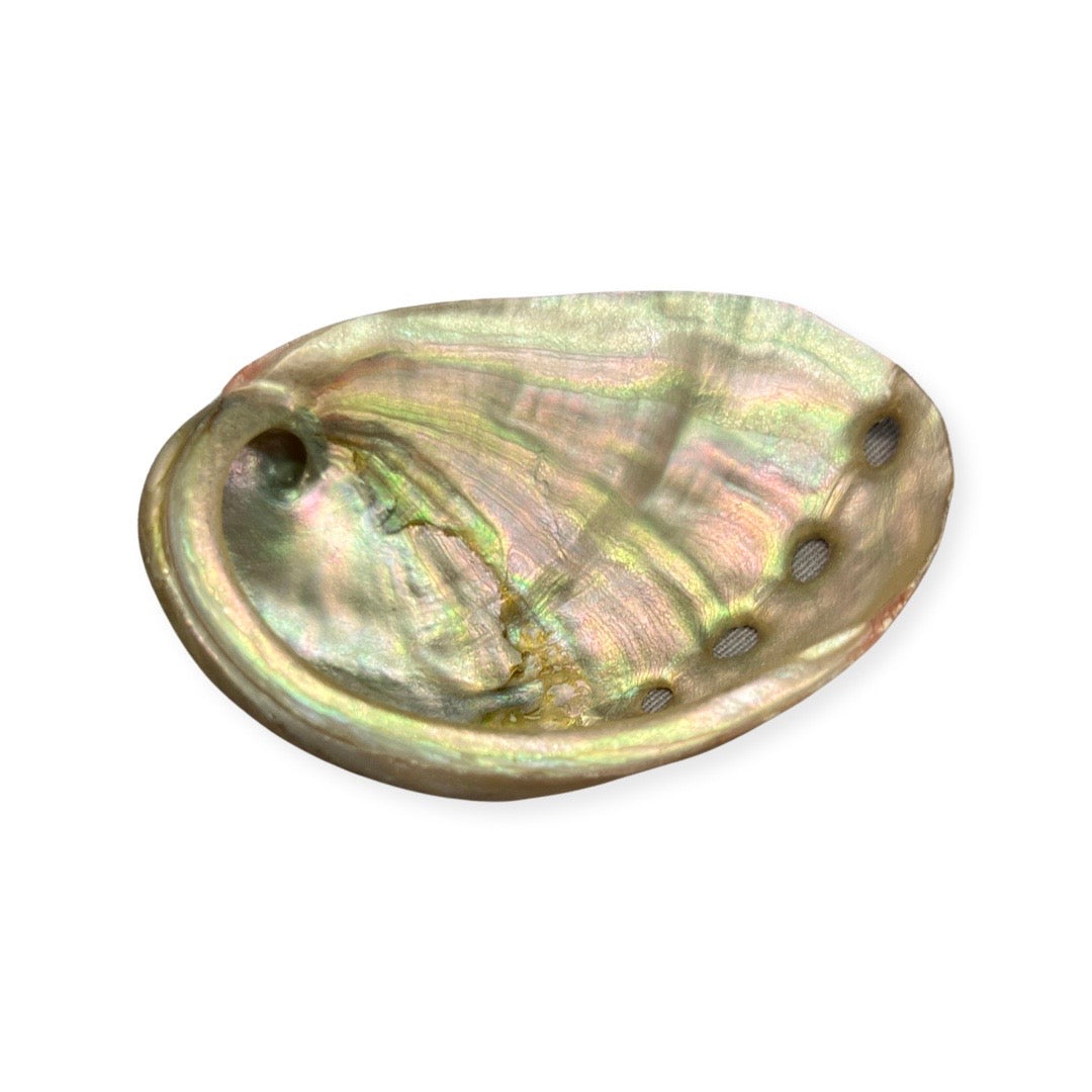Small Abalone Shell