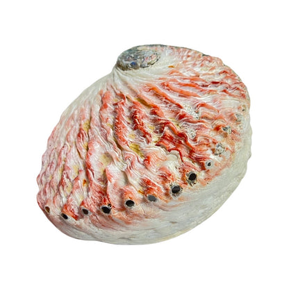 Medium Abalone Shell